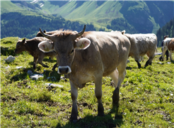 Alpbesuch Bättenalp Iseltwald