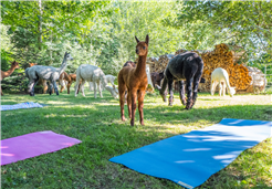 Yoga inmitten Alpakas