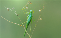 Sonderausstellung «Krabbler – unheimlich faszinierend»