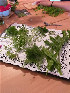 Essbare Wildpflanzen kennen lernen