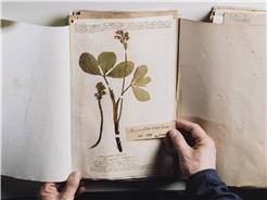 Herbargeschichten – # 7 Biodiversität Freiburg