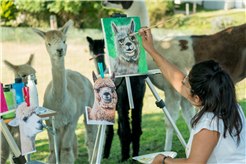 Malen inmitten Alpakas