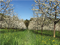 Einsatz von EM (Effektiven Mikroorganismen) Garten und Haushalt