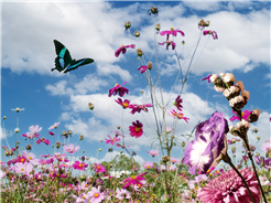 Frühlingsmarkt Heiden