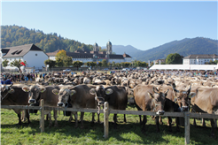 Viehausstellung Einsiedeln