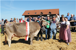Bezirksviehschau Höfe