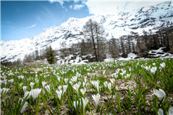 Grosse Ostereiersuche im Lötschental