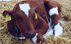 Püru-Märt Cultura Turtmann