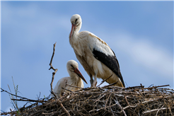 Entdecken Sie die Vögel in Solothurn