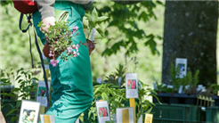 9. ProSpecieRara Setzlingsmarkt Weggis