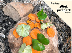 «Feuerküche» - Kocherlebnis auf dem Feuer mit Kindern