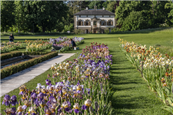 Montagsführung: Faszination Iris