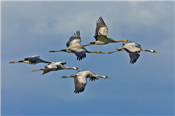 «Ranger-/in vor Ort» - Thema Vogelzug: wenn Vögel reisen