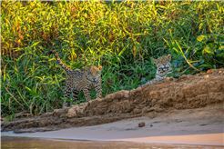 WWF-Lauf für den Jaguar und Regenwald