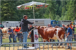 Zucht- & Alpviehversteigerung Anger-Diemtigtal