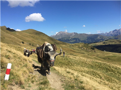 YAK Trekking
