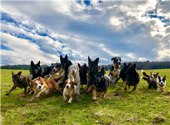 ''Training bei Mehrhundehaltung'' Themenabend mit Katrin Scholz