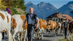 Alpabzug in Albeuve