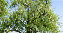 Der Baumgarten im Seeburpark