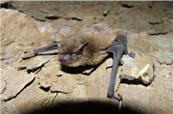 Bat Night 2026