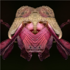 Mutanti, Fotoausstellung von Daniel Pittet