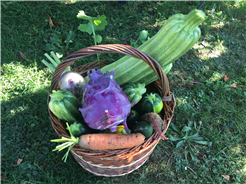 Permakultur Gartenkurs im Sommer