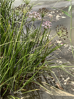 Botanische Exkursion Emmekanal
