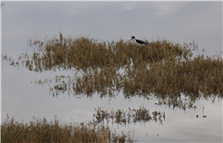 Exkursion Watvögel am Klingnauer Stausee