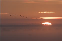 Vortrag: Naturphänomen Vogelzug