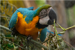 Saisonschluss des Vogelparks Ambigua mit Indianertopf à la Rolf
