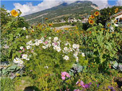 Bunte Vielfalt im Gemüse- und Obstgarten