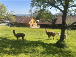 1. August-Brunch: Schlösslihof