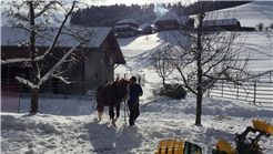 Weihnachtstage auf dem Bauernhof