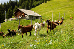 Besuch beim Geissenpeter