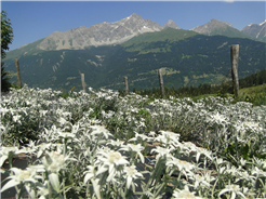Besichtigung Edelweissfeld Fotgs