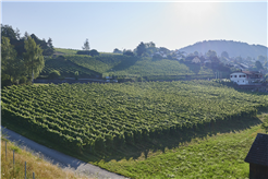 Vom Weinstock ins Glas – Tour & Tasting