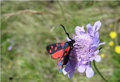 Natureinsatz: Gehölzpflege im Schutzgebiet Dusch