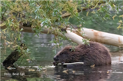 Der Biber am Hallwilersee