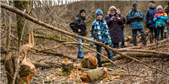 Biber - Baumeister der Natur