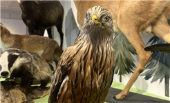 Sonderausstellung «Wild. Wald. Wir.-Wildtiere und Jagd erleben»