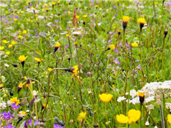 Biodiversität und Artenvielfalt