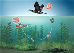 Parasitologie