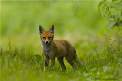 Der Fuchs