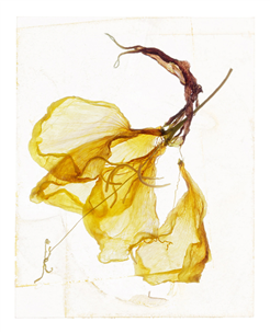 Brigitte Lustenberger. A Gaze of One’s Own