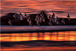 Exposition photographies - Contrastes. Faune sauvage entre ville et nature
