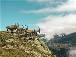 Wildtierbeobachtung