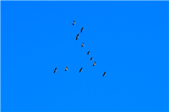 Internationaler Vogelzugtag